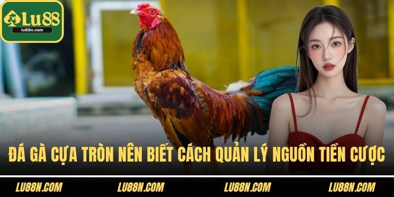 Đá gà cựa tròn nên biết cách quản lý nguồn tiền cược
